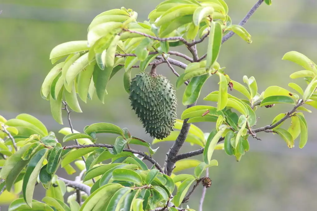 Guanabana Fruit A Tropical Treasure